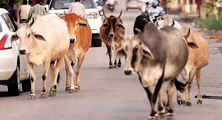 उत्तर प्रदेशः अब आवारा पशुओं से मिलेगा छुटकारा! जानिये, क्या है योगी सरकार का प्लान