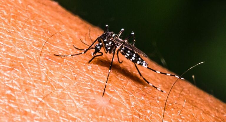 Dengue: मलेरिया से भी खतरनाक है डेंगू का दंश, जानने के लिए पढ़ें