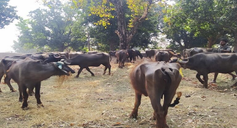 फतेहाबाद: ऐसे दबोचे गए दो पशु तस्कर, 21 मवेशी भी कराए गए मुक्त