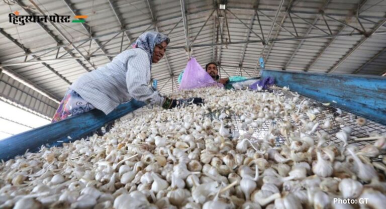 Garlic Farming: मध्य प्रदेश में खेतों को मिली जेड प्लस जैसी सुरक्षा