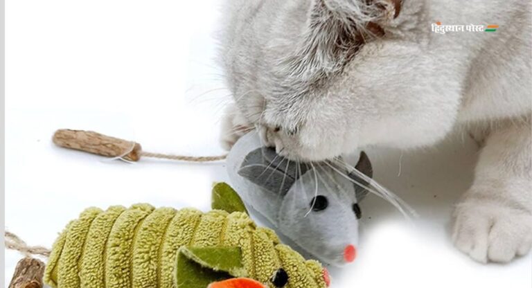 5 Best Cat Toys:  सर्वश्रेष्ठ बिल्ली के खिलौने जो आपके पालतू को आएंगे पसंद