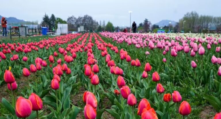 Tulip Garden: एशिया का सबसे बड़ा श्रीनगर का ट्यूलिप गार्डन जनता के लिए खुला,जानिये क्या है खासियत