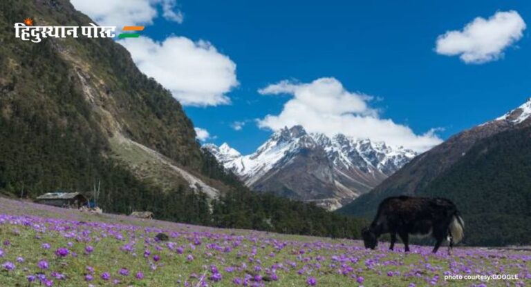 Yumthang Valley: जानें युमथांग घाटी को क्यों कहतें हैं “फूलों की घाटी”