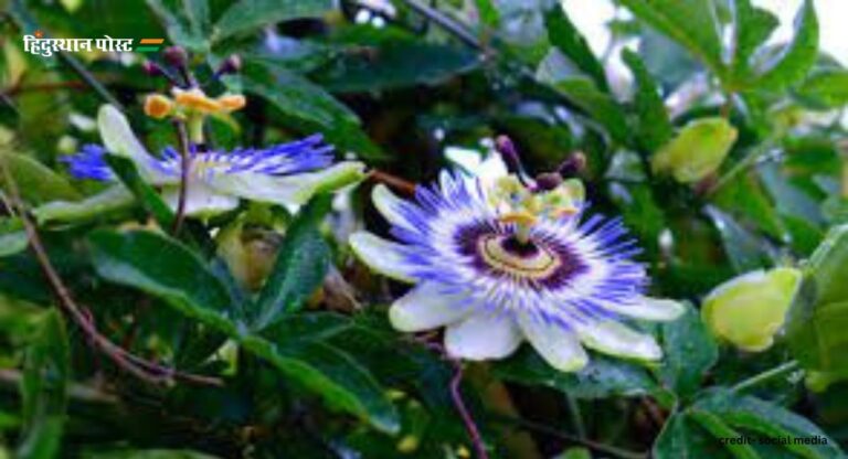 Passiflora Caerulea: पैसिफ्लोरा केरुलिया के बारे में जानें ये 10 बेहतरीन फैक्ट