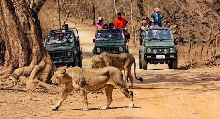 Gir National Park: अगर आप गुजरात घूमने जा रहे हैं तो गिर नेशनल पार्क जरूर जाएं, एशियाई शेरों का एकमात्र घर