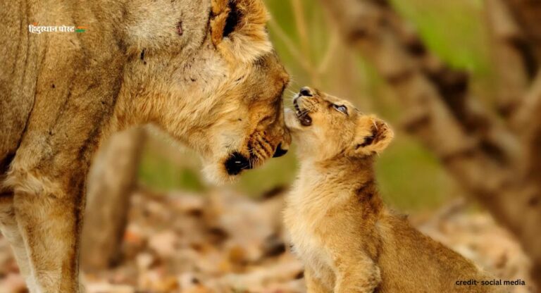 Gir National Park: गिर राष्ट्रीय उद्यान में यात्रा के लिए सर्वोत्तम समय, होटल, परमिट आदि के बारे में सफारी की गाइड