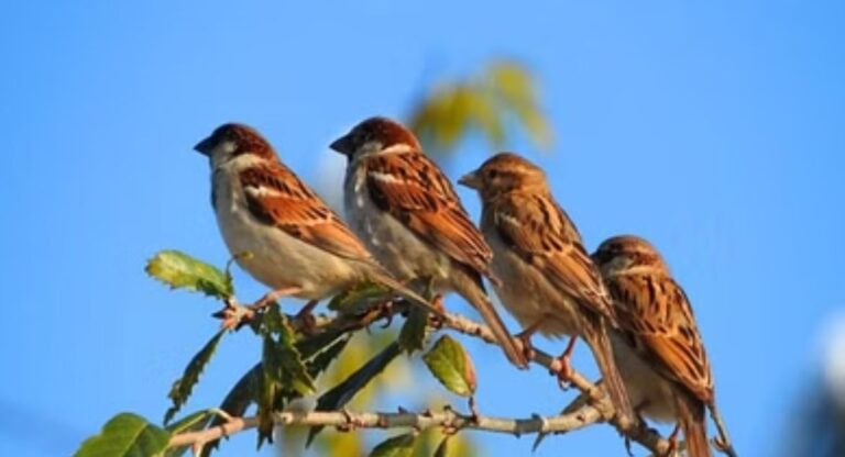 Sparrow: गुम हो रही आंगन की गौरैया!