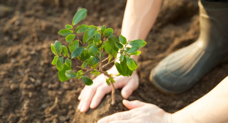 World Environment Day: : अहमदाबाद में चलेगा ‘मिशन थ्री मिलियन ट्रीज’ अभियान, जानिये पूरी जानकारी