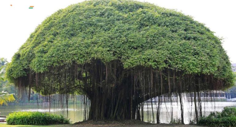 National Tree Of India: जानें बरगद को भारत का राष्ट्रीय वृक्ष क्यों घोषित किया, इससे जुड़ी कुछ रोचक बातें
