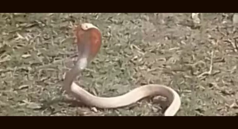 White Cobra: उत्तर प्रदेश के रायबरेली में पहली बार देखा गया सफेद कोबरा
