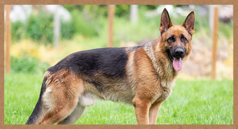 German Shepherd Dog Price: जर्मन शेफर्ड खरीदने से पहले उसकी कीमत जान लें