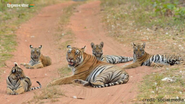 Nagzira Wildlife Sanctuary: नागजीरा वन्यजीव अभयारण्य के बारे में जानने के लिए पढ़ें ये रिपोर्ट