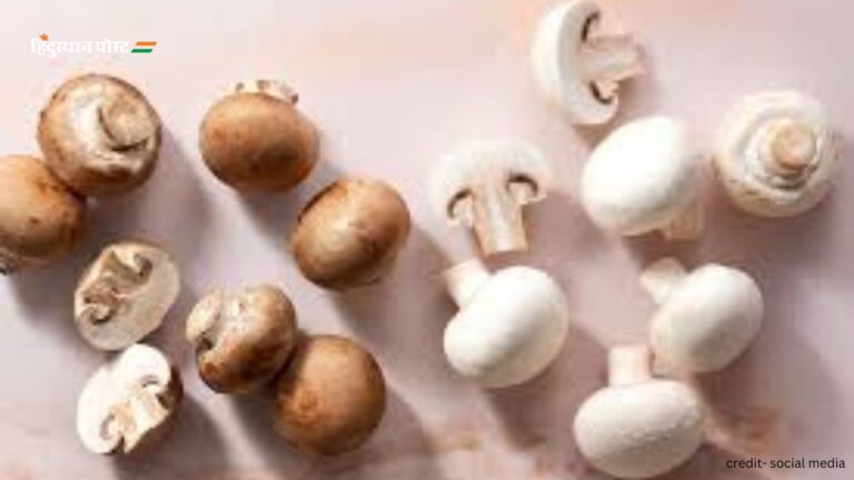 Mushroom Recipes​: इस आसान रेसिपी से सबसे हेल्थी मशरूम बनाए, यहां पढ़ें