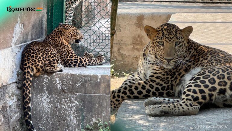 Leopard Safari: संजय गांधी राष्ट्रीय उद्यान में शुरू होगी तेंदुआ सफारी, यहां जानें पूरी जानकारी