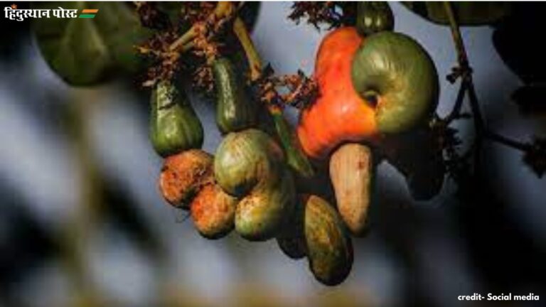 Cashew Benefits​: रोजाना काजू खाने के क्या हैं फायदे, यहां जानें