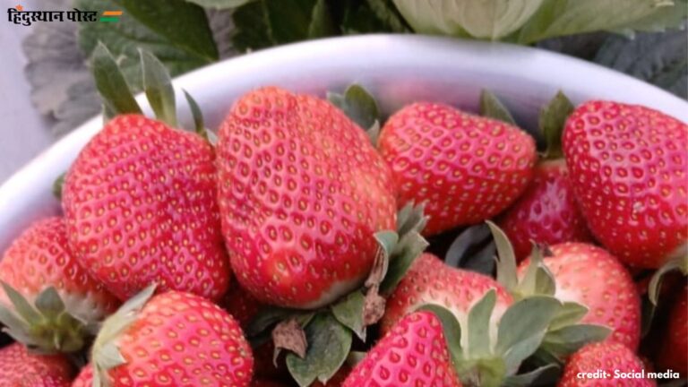 Strawberry: स्ट्रॉबेरी खाने के क्या हैं स्वास्थ्य लाभ, यहां जानें